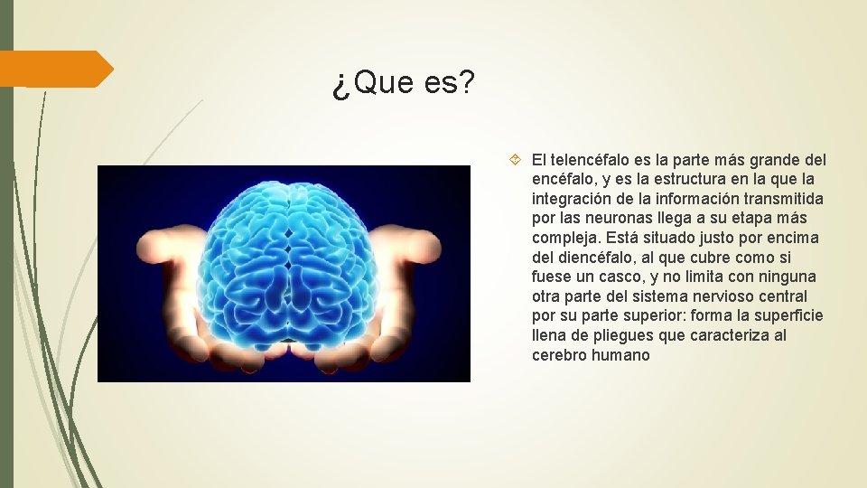 ¿Que es? El telencéfalo es la parte más grande del encéfalo, y es la