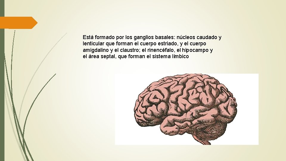 Está formado por los ganglios basales: núcleos caudado y lenticular que forman el cuerpo