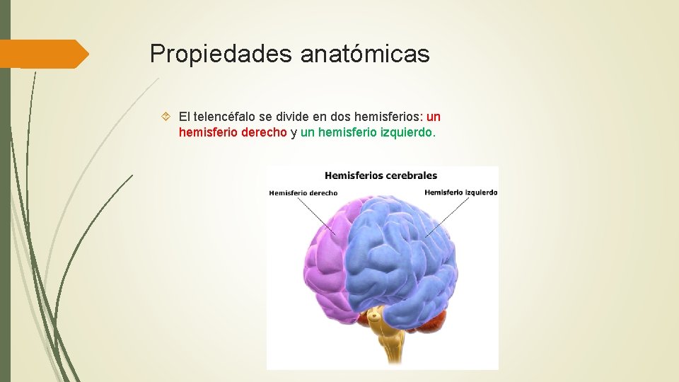 Propiedades anatómicas El telencéfalo se divide en dos hemisferios: un hemisferio derecho y un