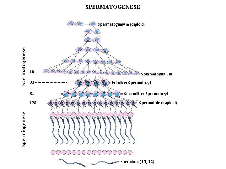 SPERMATOGENESE Spermatogenese Spermatogonium (diploid) 16 --32 ------------64 -------- Primärer Spermatozyt Sekundärer Spermatozyt Spermatide (haploid)