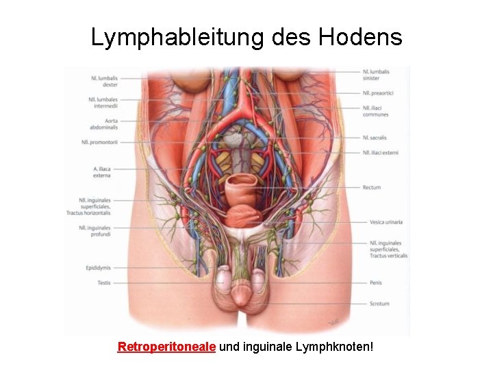 Lymphableitung des Hodens Retroperitoneale und inguinale Lymphknoten! 