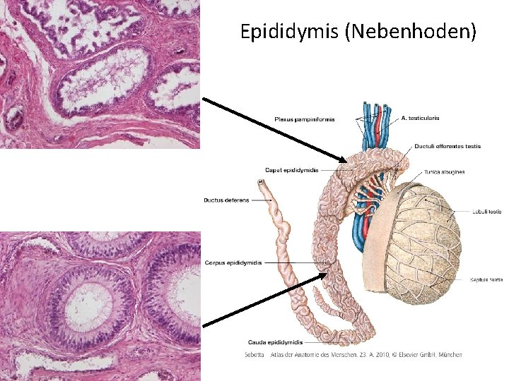 Epididymis (Nebenhoden) 