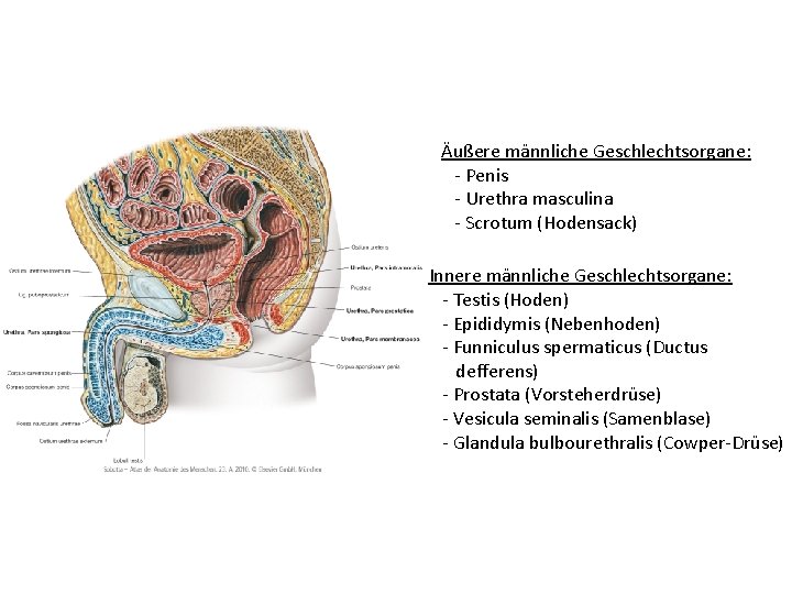 Aufbau Des Männlichen Geschlechtsorgans Makroskopische Anatomie der mnnlichen Geschlechtsorgane Hoden