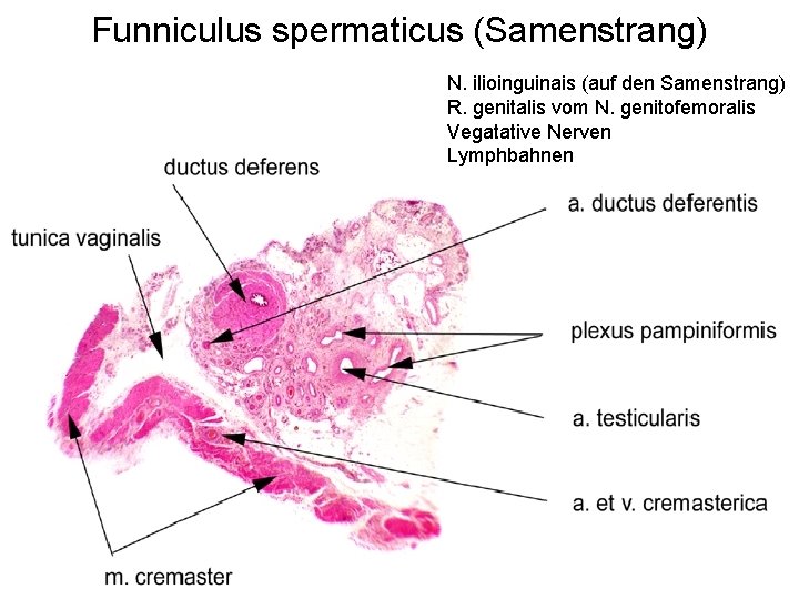 Funniculus spermaticus (Samenstrang) N. ilioinguinais (auf den Samenstrang) R. genitalis vom N. genitofemoralis Vegatative