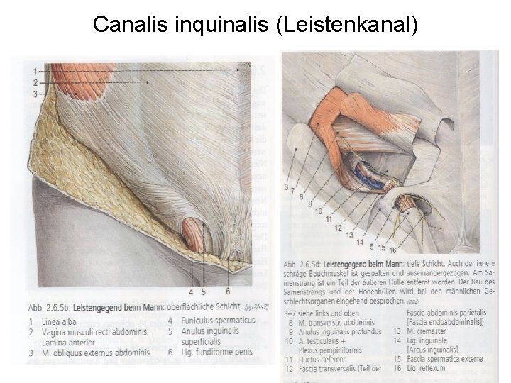 Canalis inquinalis (Leistenkanal) 