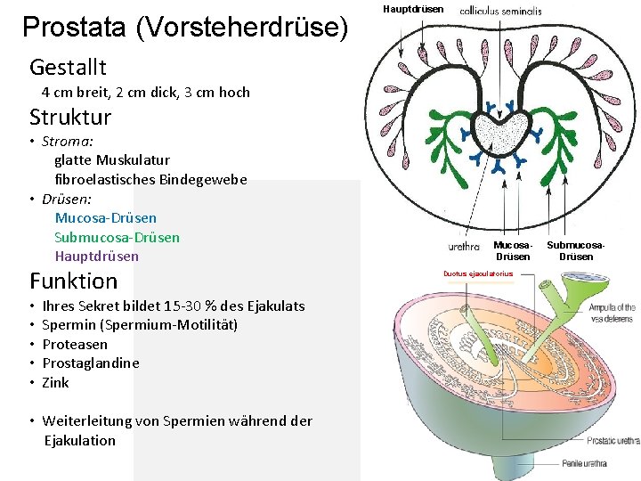 Prostata (Vorsteherdrüse) Hauptdrüsen Gestallt 4 cm breit, 2 cm dick, 3 cm hoch Struktur