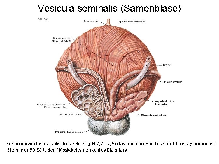 Vesicula seminalis (Samenblase) Sie produziert ein alkalisches Sekret (p. H 7, 2 - 7,