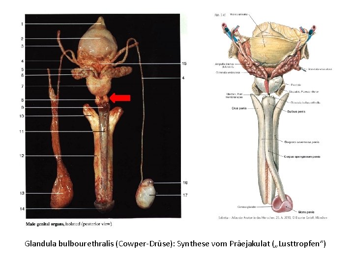 Glandula bulbourethralis (Cowper-Drüse): Synthese vom Präejakulat („Lusttropfen”) 