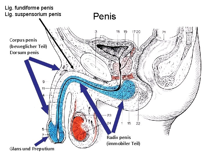 Lig. fundiforme penis Lig. suspensorium penis Penis Corpus penis (beweglicher Teil) Dorsum penis Glans