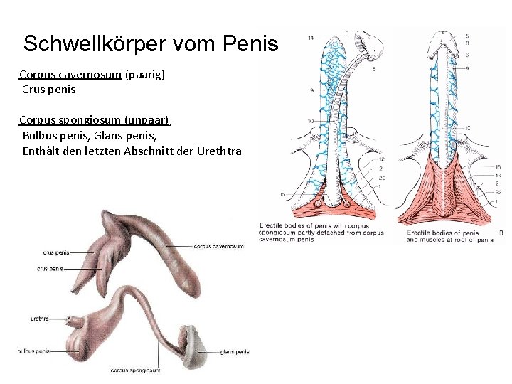 Schwellkörper vom Penis Corpus cavernosum (paarig) Crus penis Corpus spongiosum (unpaar), Bulbus penis, Glans