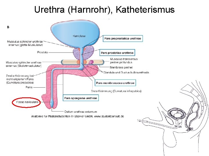 Urethra (Harnrohr), Katheterismus 