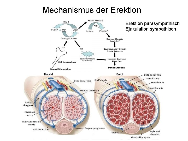 Mechanismus der Erektion parasympathisch Ejakulation sympathisch 