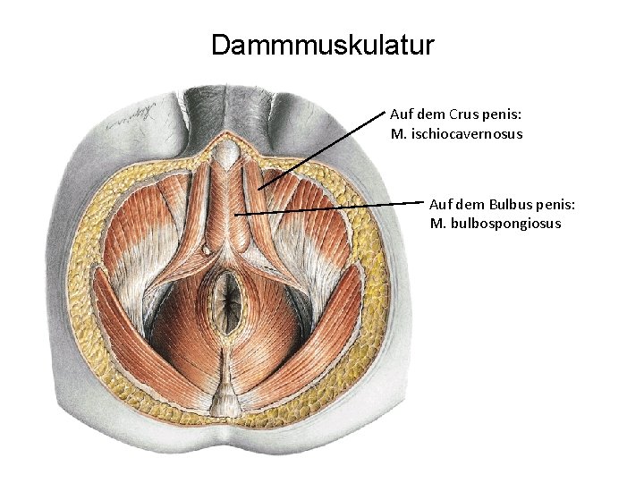 Dammmuskulatur Auf dem Crus penis: M. ischiocavernosus Auf dem Bulbus penis: M. bulbospongiosus 