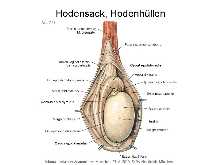 Hodensack, Hodenhüllen 