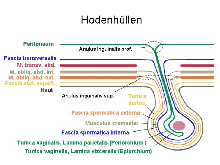 Hodenhüllen Peritoneum Fascia transversalis M. transv. abd. M. obliq. abd. int. M. obliq. abd.