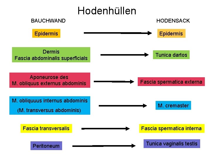 Hodenhüllen BAUCHWAND Epidermis Dermis Fascia abdominalis superficials Aponeurose des M. obliquus externus abdominis M.