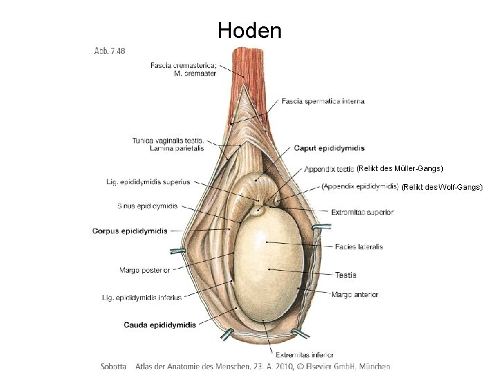 Hoden (Relikt des Müller-Gangs) (Relikt des Wolf-Gangs) 