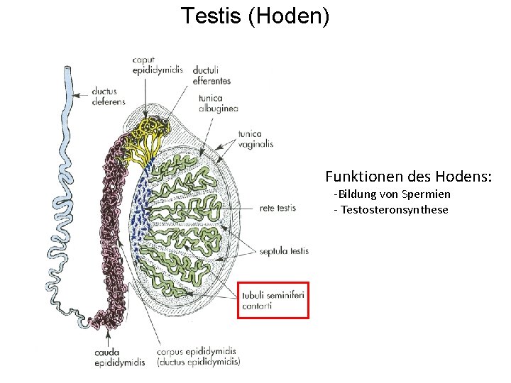 Testis (Hoden) Funktionen des Hodens: -Bildung von Spermien - Testosteronsynthese 