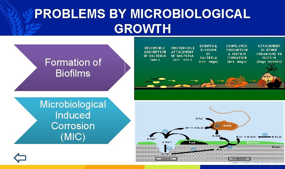 PROBLEMS BY MICROBIOLOGICAL GROWTH Formation of Biofilms Microbiological Induced Corrosion (MIC) 