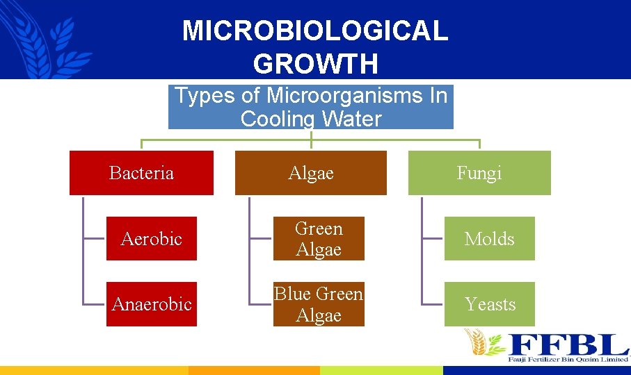 MICROBIOLOGICAL GROWTH Types of Microorganisms In Cooling Water Bacteria Algae Fungi Aerobic Green Algae