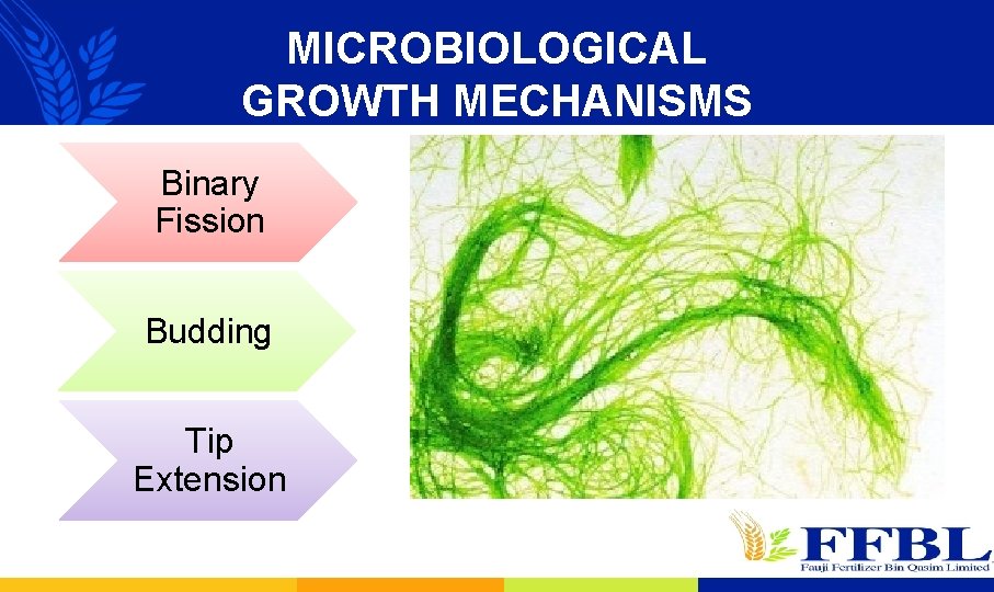 MICROBIOLOGICAL GROWTH MECHANISMS Binary Fission Budding Tip Extension 