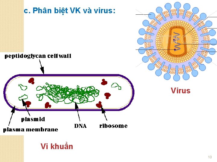 c. Phân biệt VK và virus: Virus Vi khuẩn 10 