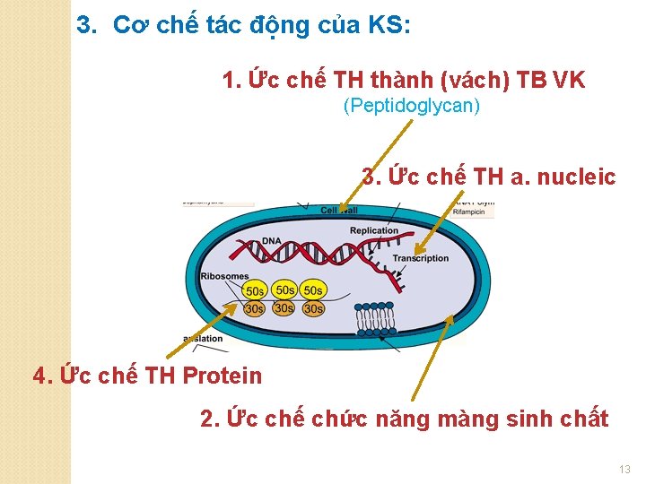 3. Cơ chế tác động của KS: 1. Ức chế TH thành (vách) TB