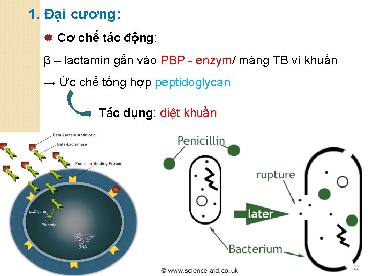 1. Đại cương: | Cơ chế tác động: β – lactamin gắn vào PBP