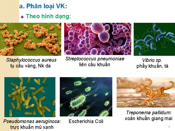 a. Phân loại VK: | Theo hình dạng: Staphylococcus aureus tụ cầu vàng, Nk