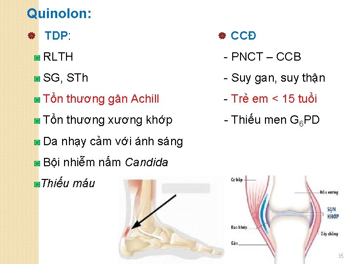 Quinolon: | TDP: | CCĐ ◙ RLTH - PNCT – CCB ◙ SG, STh