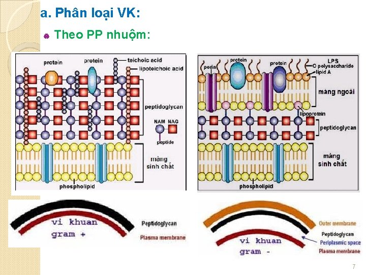 a. Phân loại VK: | Theo PP nhuộm: 7 