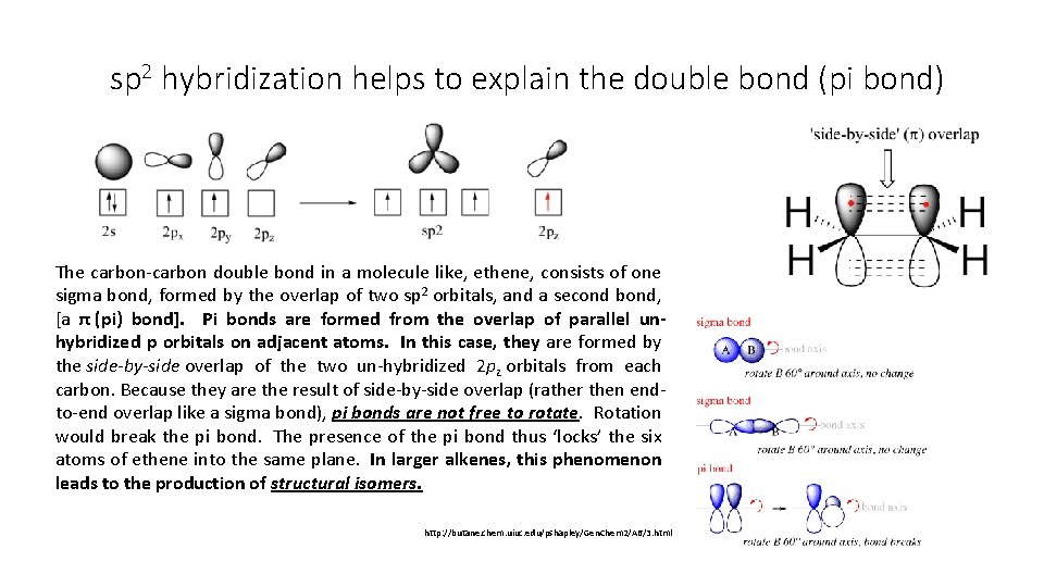 sp 2 hybridization helps to explain the double bond (pi bond) The carbon-carbon double