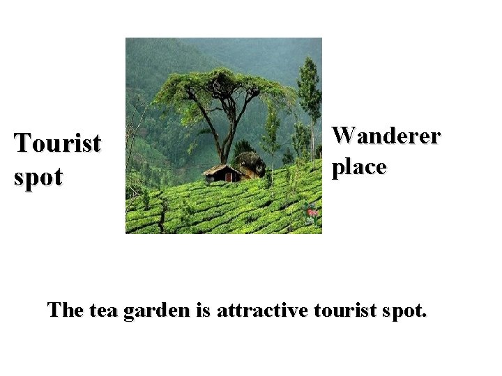 Tourist spot Wanderer place The tea garden is attractive tourist spot. 