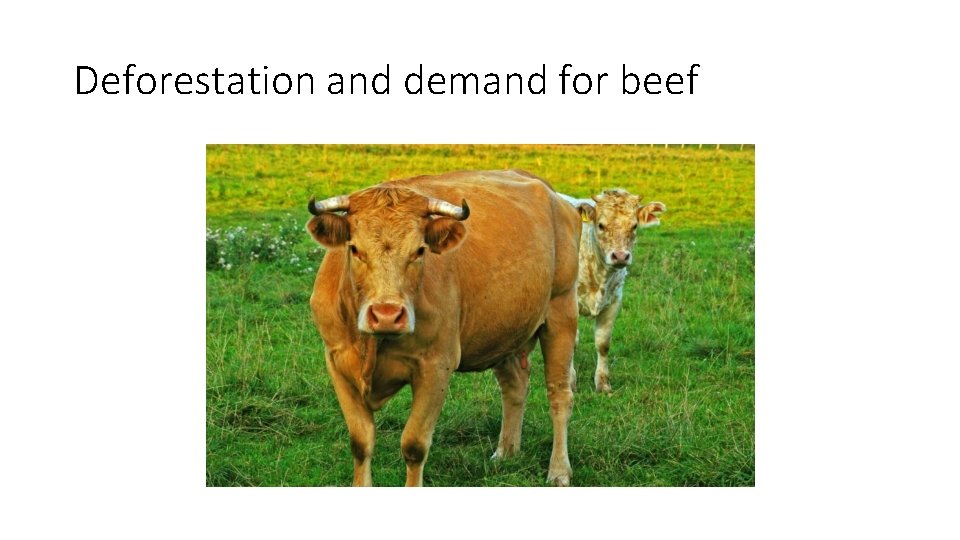 Deforestation and demand for beef 