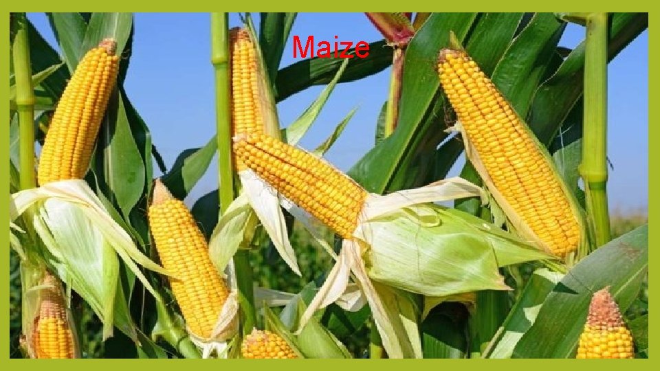 Maize 