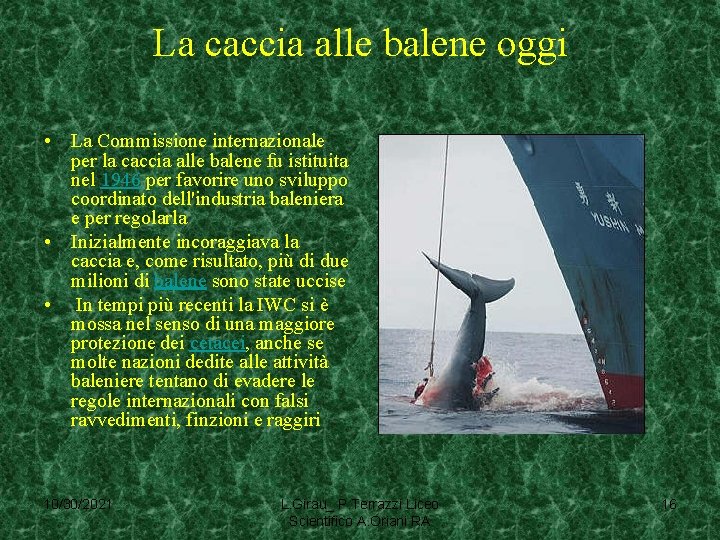 La caccia alle balene oggi • La Commissione internazionale per la caccia alle balene