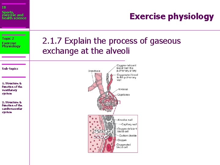 IB Sports, exercise and health science Topic 2 Exercise Physiology Sub-topics 1. Structure &