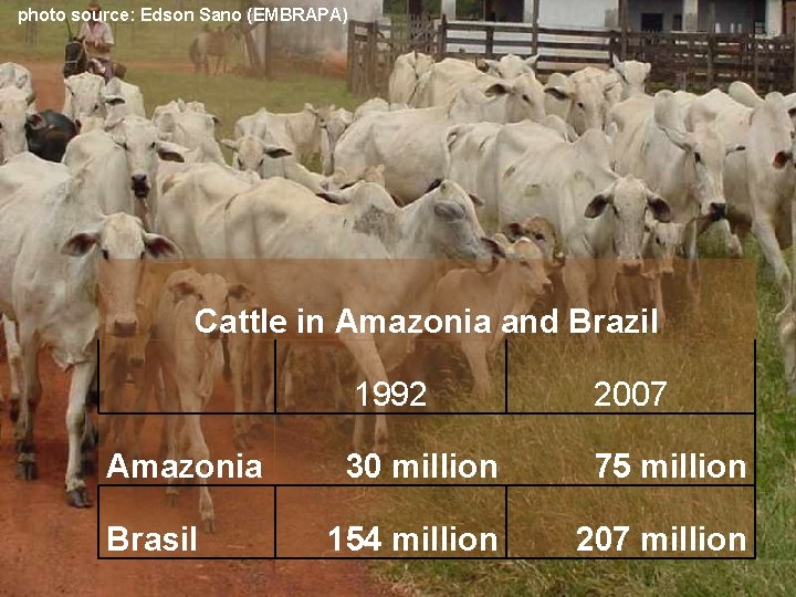 photo source: Edson Sano (EMBRAPA) Cattle in Amazonia and Brazil Amazonia Brasil 1992 2007