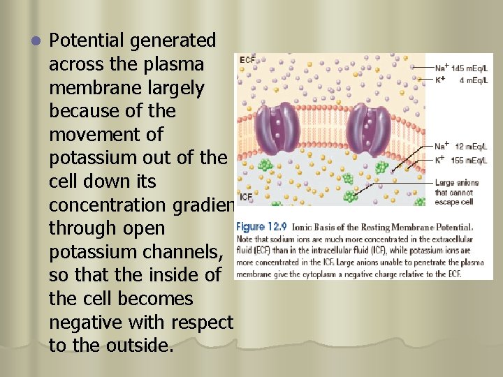 l Potential generated across the plasma membrane largely because of the movement of potassium