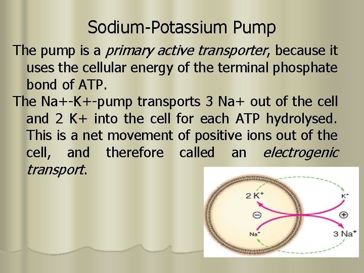 Sodium-Potassium Pump The pump is a primary active transporter, because it uses the cellular