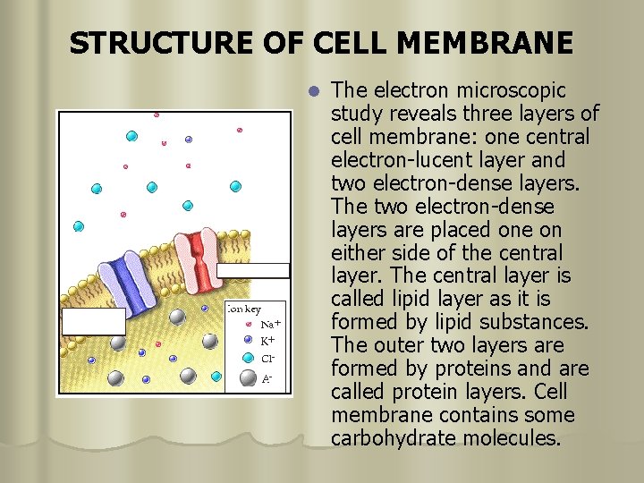STRUCTURE OF CELL MEMBRANE l The electron microscopic study reveals three layers of cell