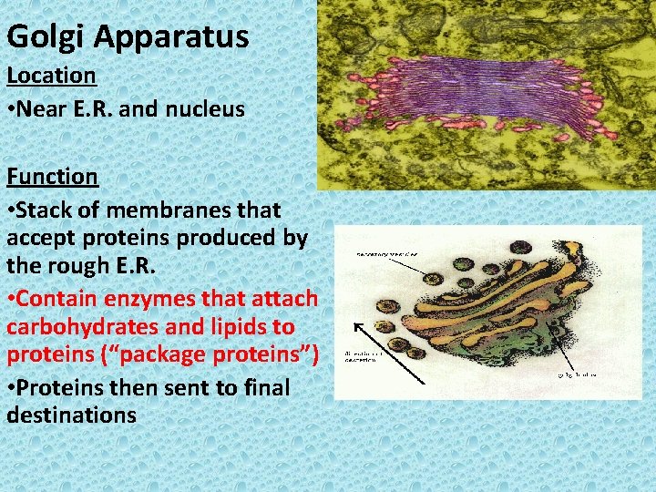 Golgi Apparatus Location • Near E. R. and nucleus Function • Stack of membranes