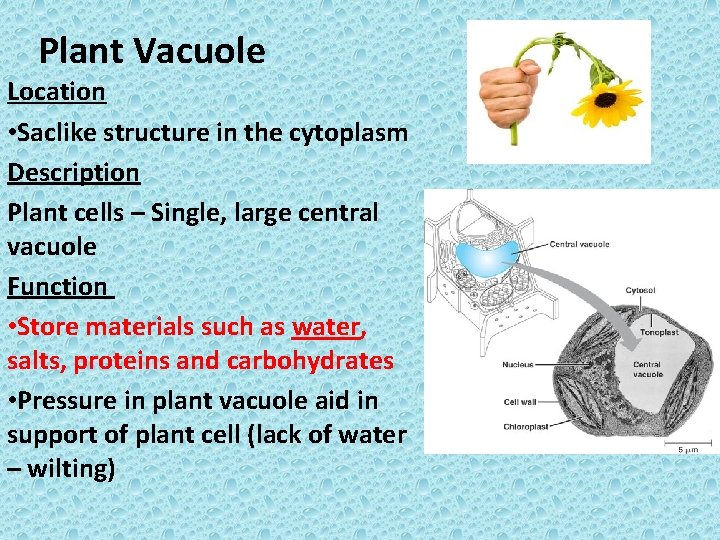 Plant Vacuole Location • Saclike structure in the cytoplasm Description Plant cells – Single,