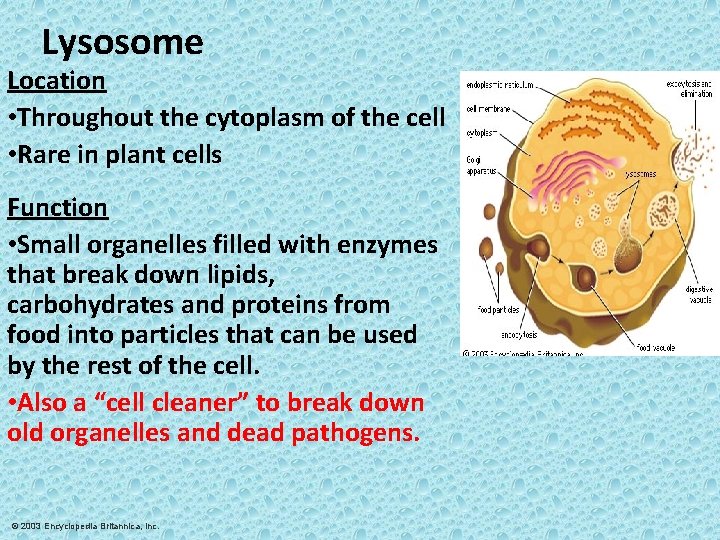 Lysosome Location • Throughout the cytoplasm of the cell • Rare in plant cells