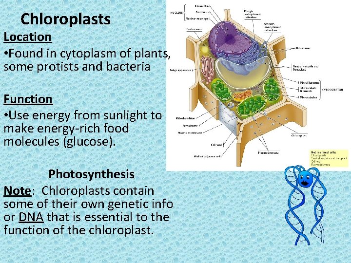 Chloroplasts Location • Found in cytoplasm of plants, some protists and bacteria Function •