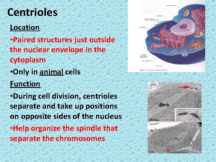 Centrioles Location • Paired structures just outside the nuclear envelope in the cytoplasm •