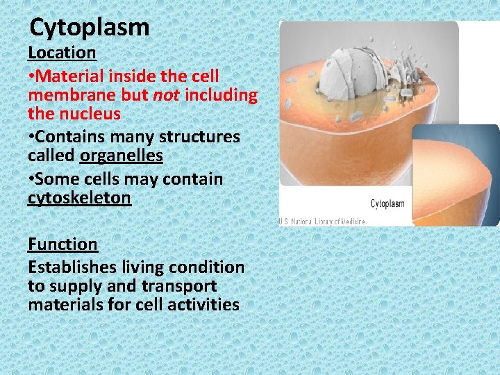Cytoplasm Location • Material inside the cell membrane but not including the nucleus •