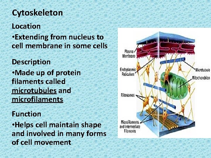 Cytoskeleton Location • Extending from nucleus to cell membrane in some cells Description •