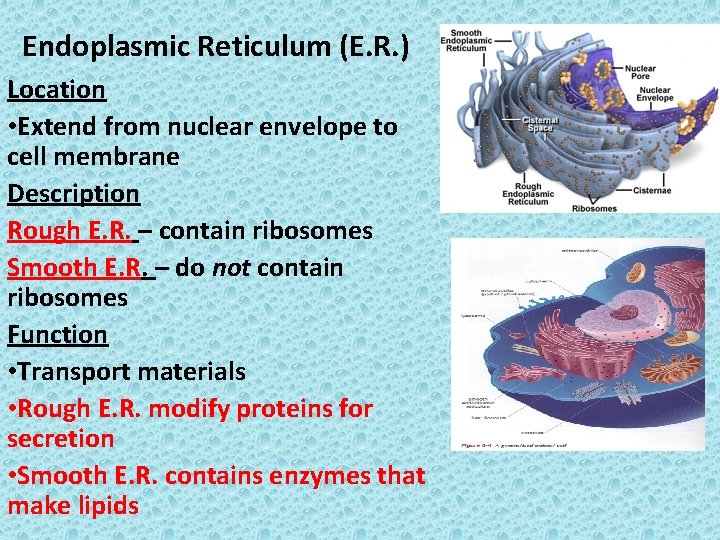 Endoplasmic Reticulum (E. R. ) Location • Extend from nuclear envelope to cell membrane