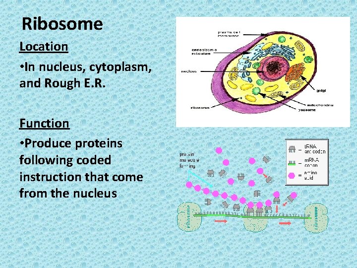 Cell Membrane Location Outer boundary of animal and